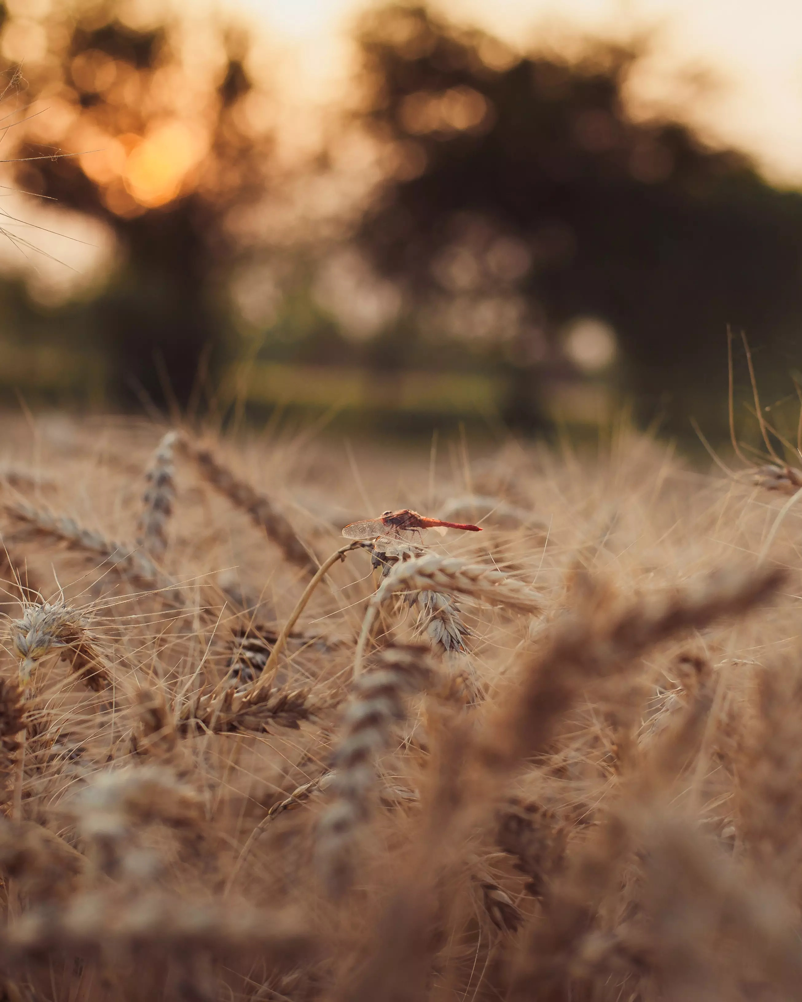 Wheat bran