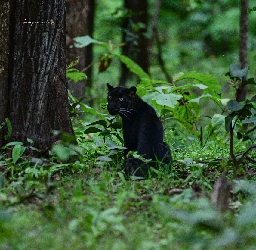 Wildlife photographer Anurag Gawande captures elusive black leopard on film again; this time at Pench National Park Wildlife photographer Anurag Gawande captures elusive black leopard on film again; this time at Pench National Park