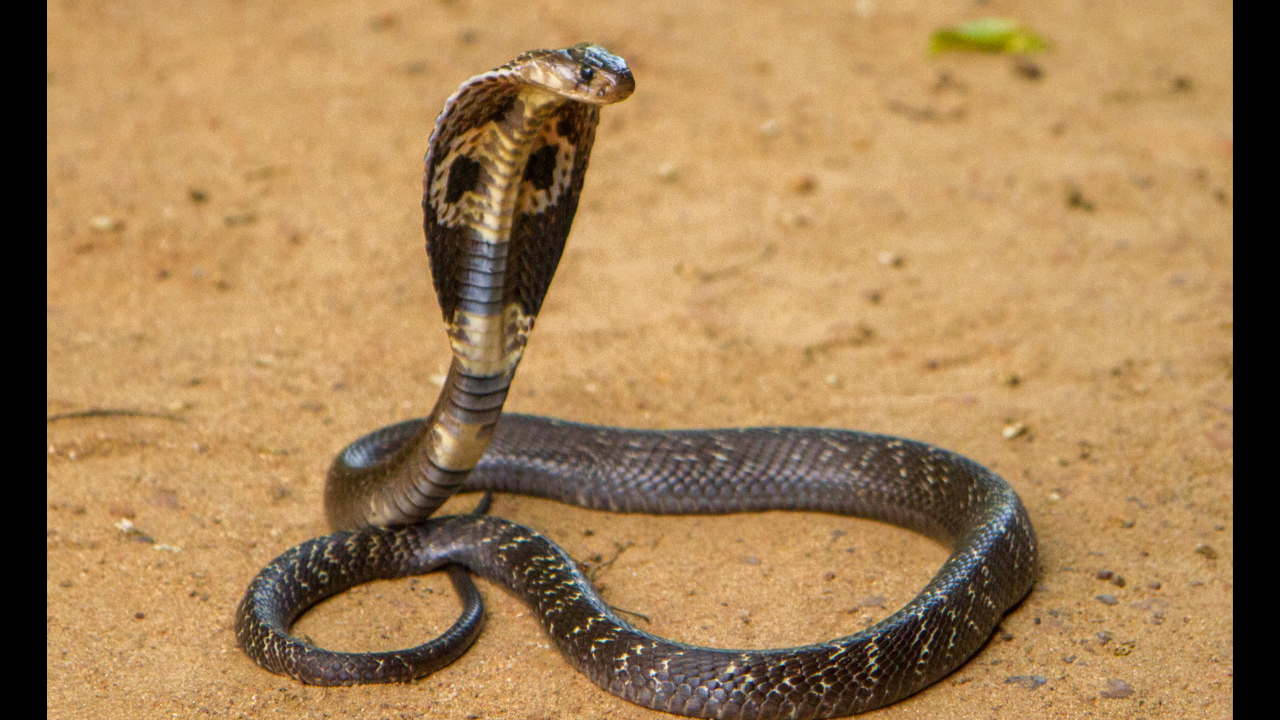 10-foot-long king cobra hiding in car travels for 200 km in Kerala