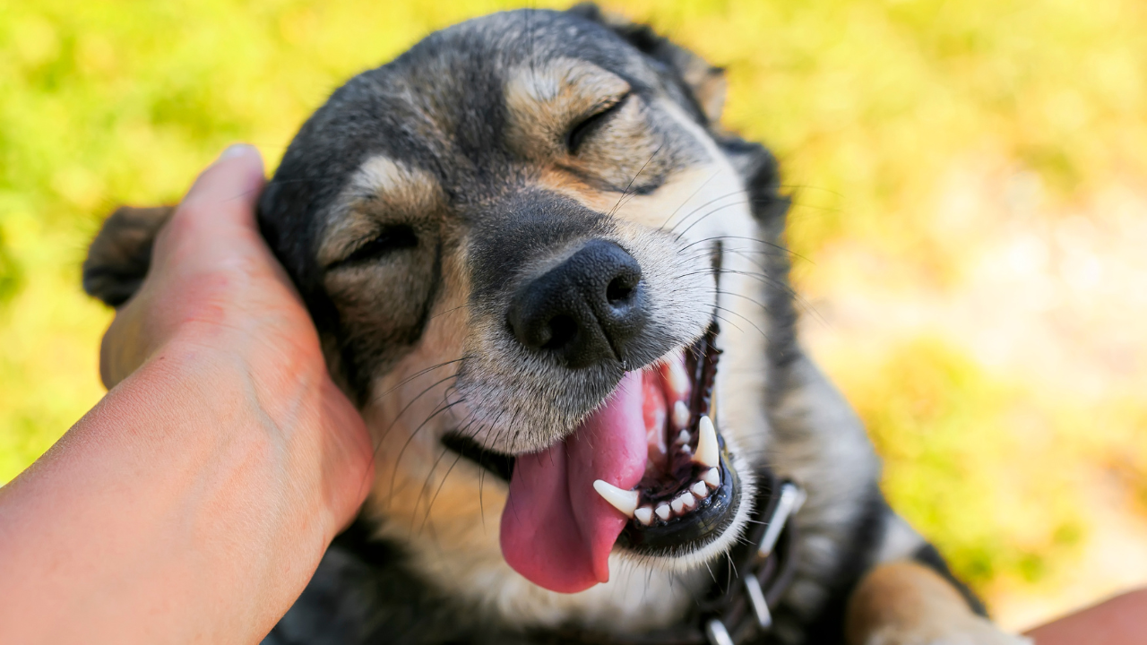 how long does it take for a dog to recover from teeth cleaning