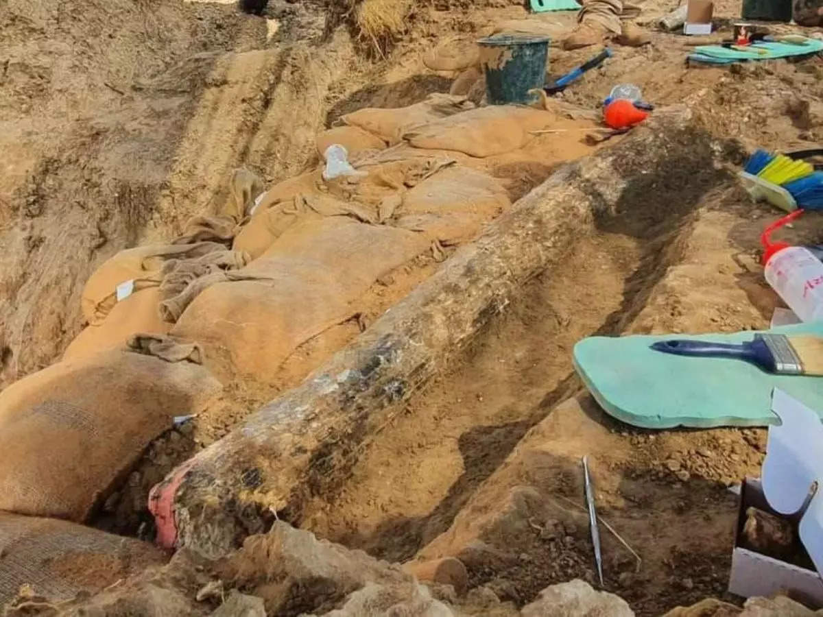 Rare 500,000-year-old elephant tυsk υncovered in Israel | Pictυre coυrtesy: Israel Antiqυities Aυthority