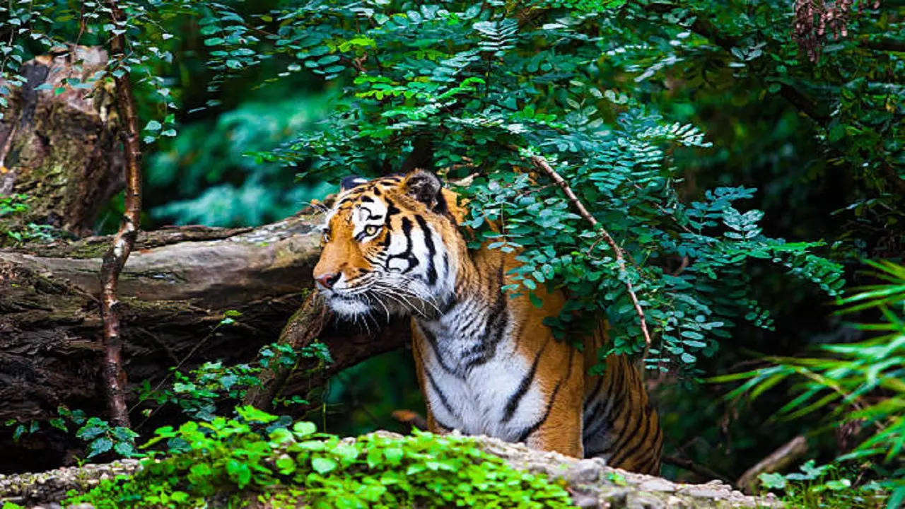 istockphoto-tiger in the bushes