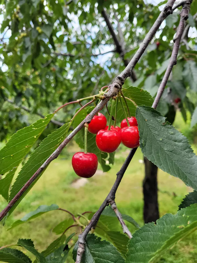 Cherries