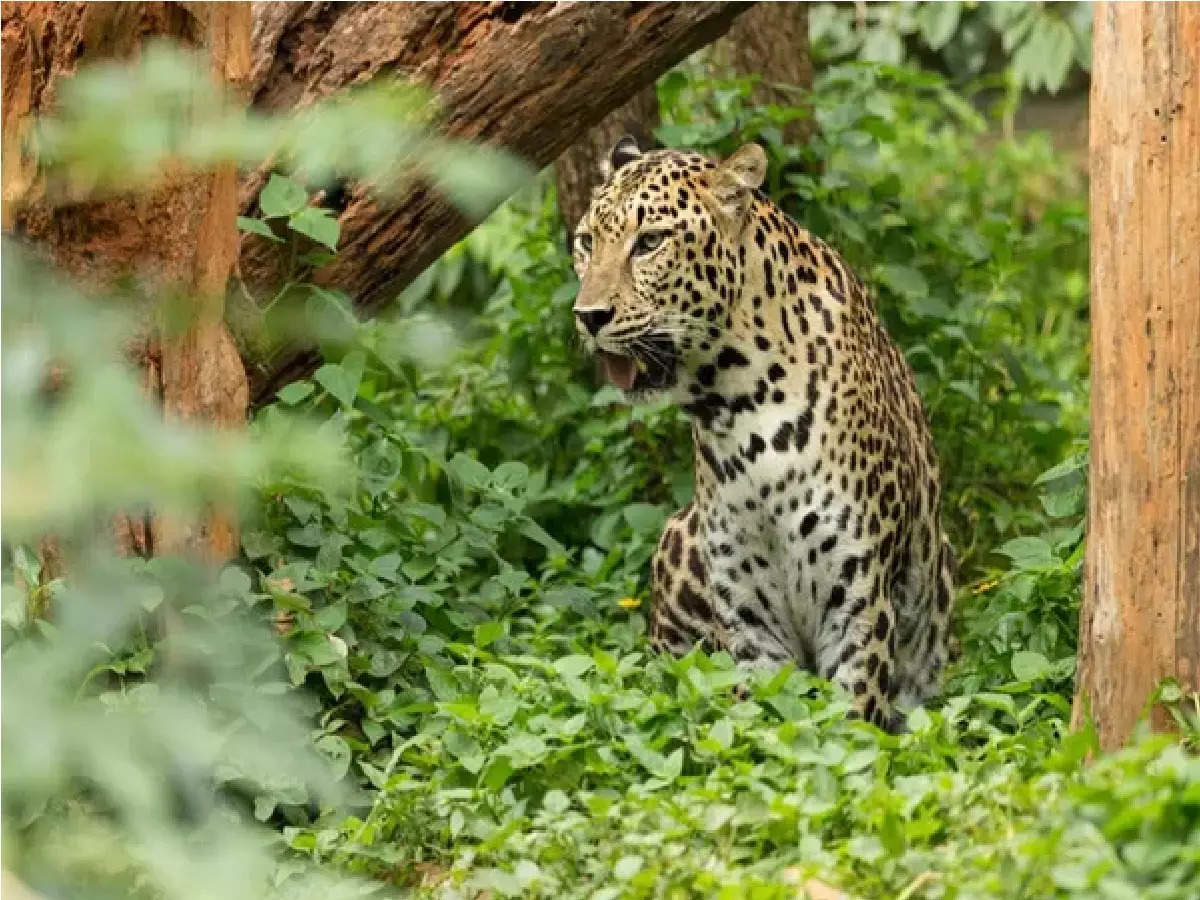 700 'ghost villages' come up in Uttarakhand as people flee fearing leopard  attacks