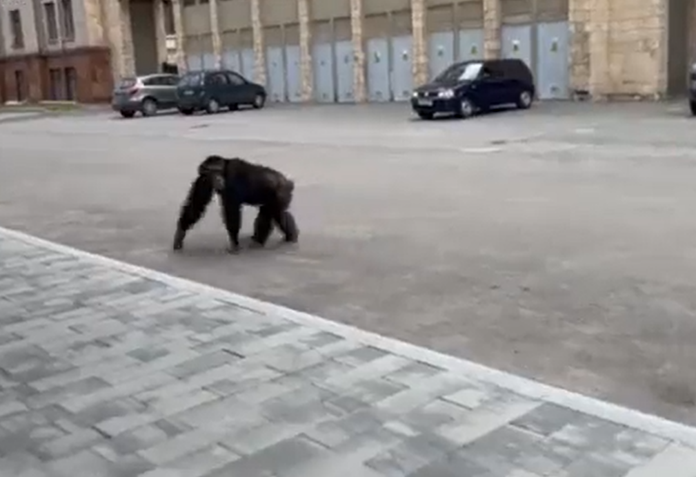 Monkey on the loose in Kharkiv