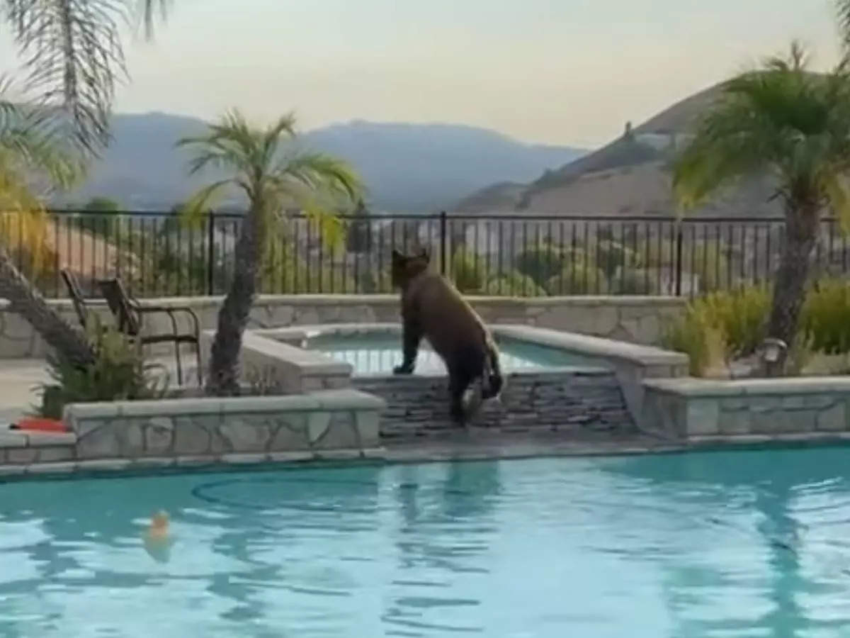 California man captures bear swimming his backyard pool in Simi Valley