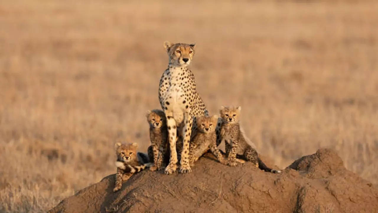 istockphoto-cheetahs