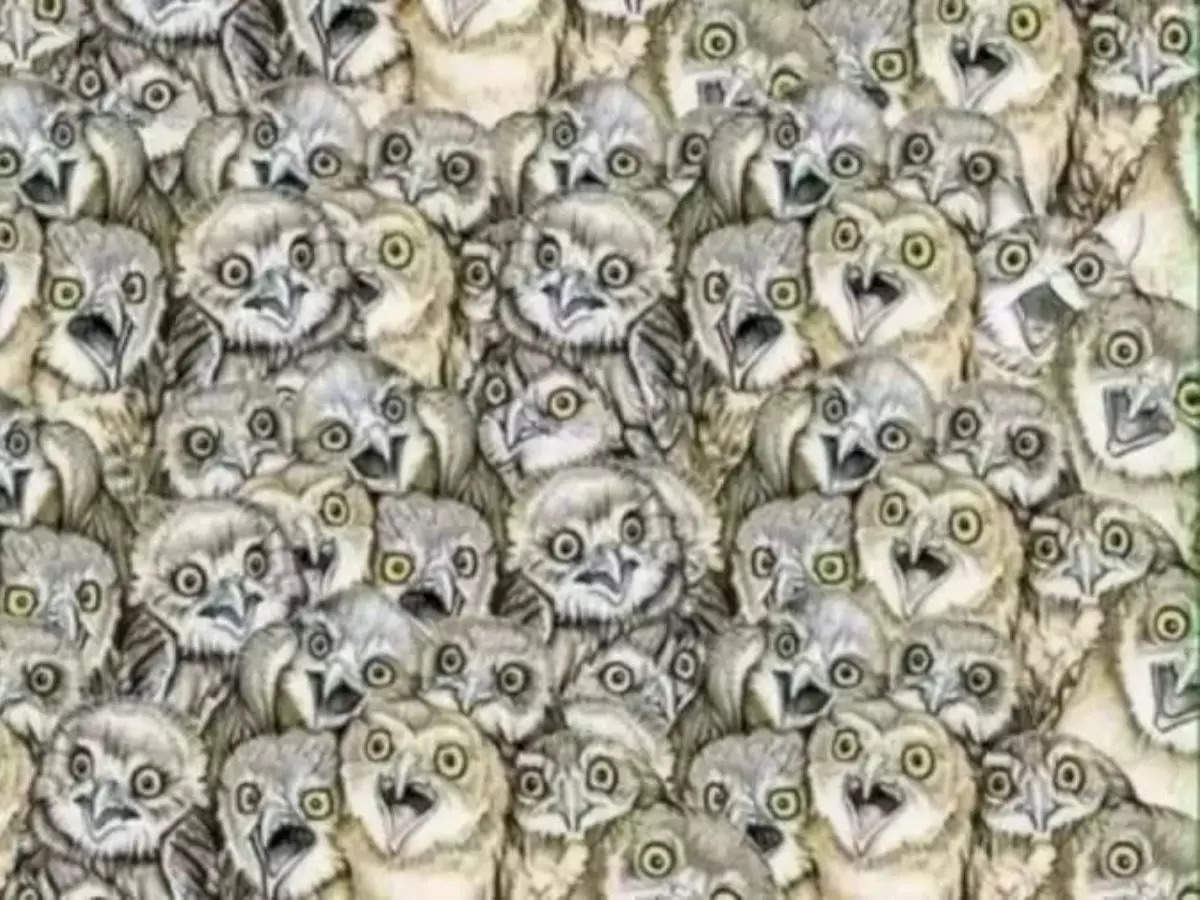 Disguise master cat hides among owls in optical illusion