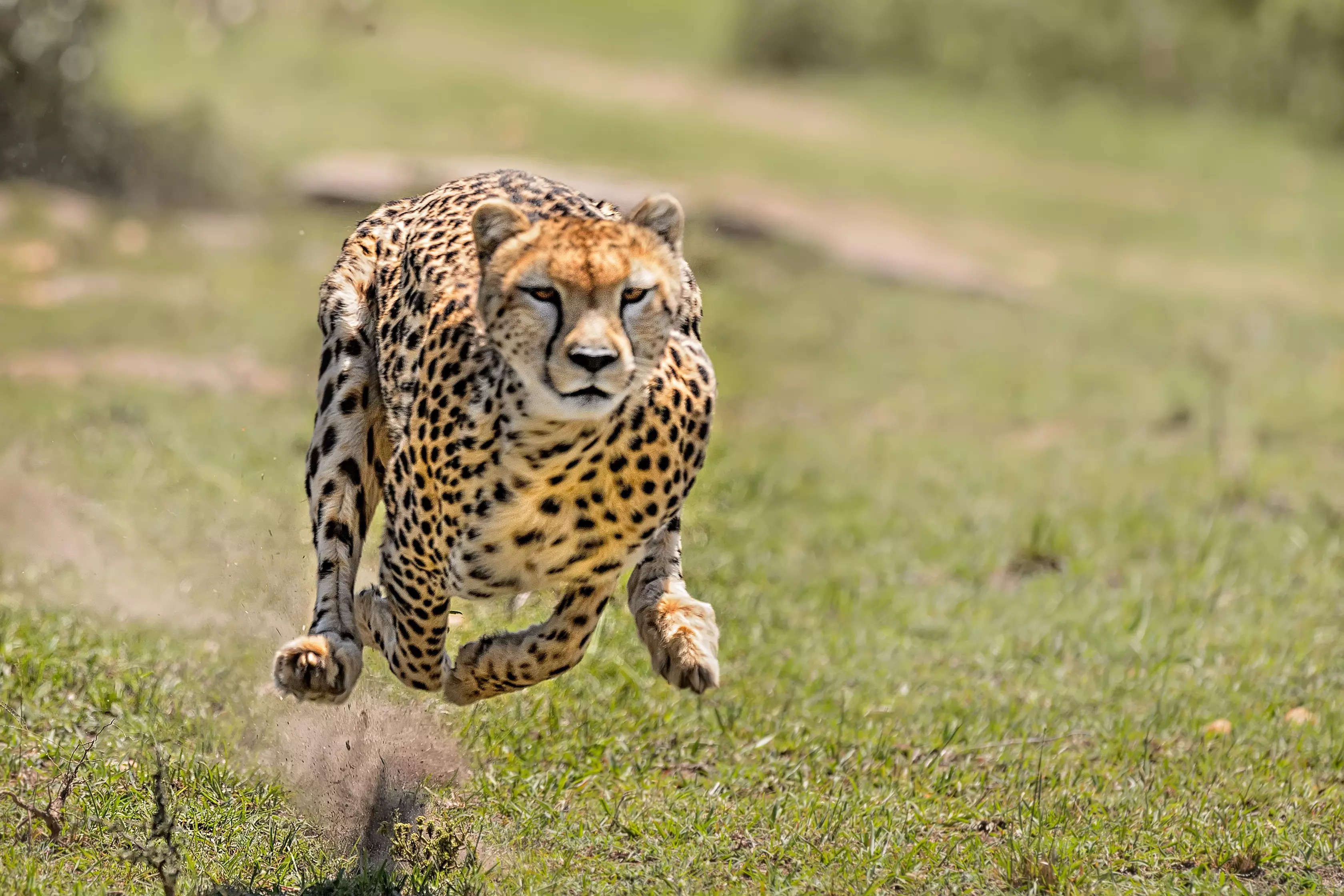 Welcoming back the Cheetah, restoring lost heritage