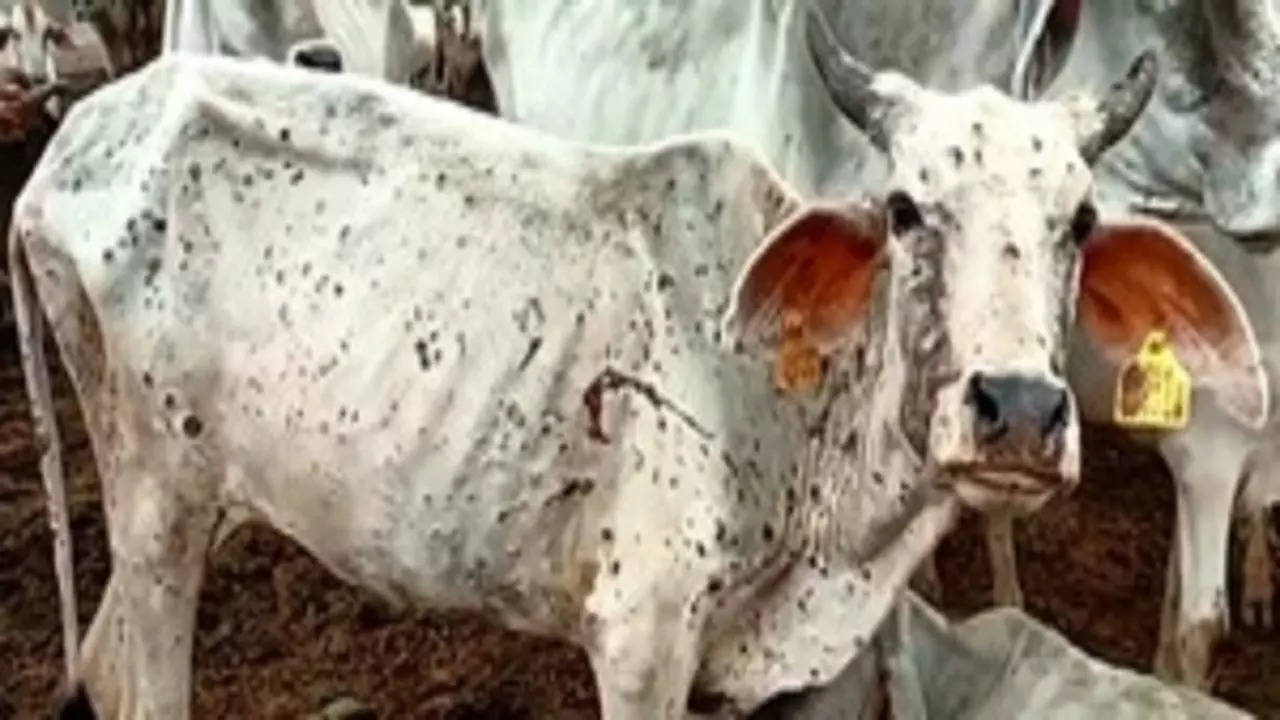 Maharashtra govt to set up a taskforce to curb the spread of Lumpy skin  disease in cattle