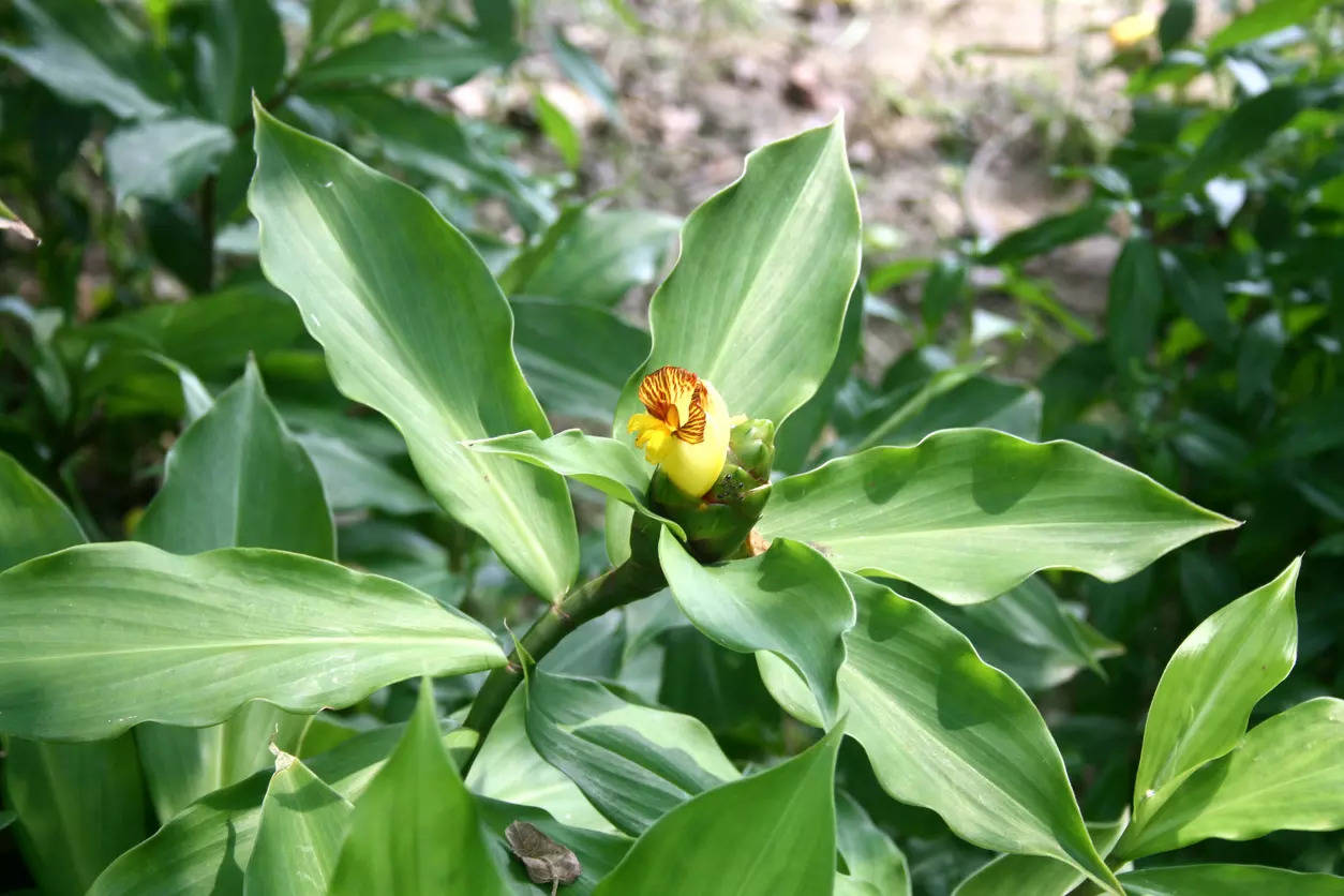 insulin plant