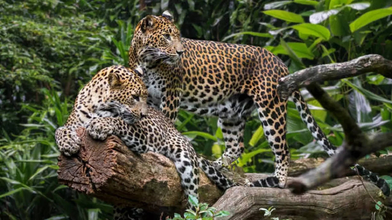 Pune Rescued male leopards form unusual amity