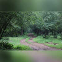 Cheetahs reintroduction in India: Why is Kuno National Park chosen for