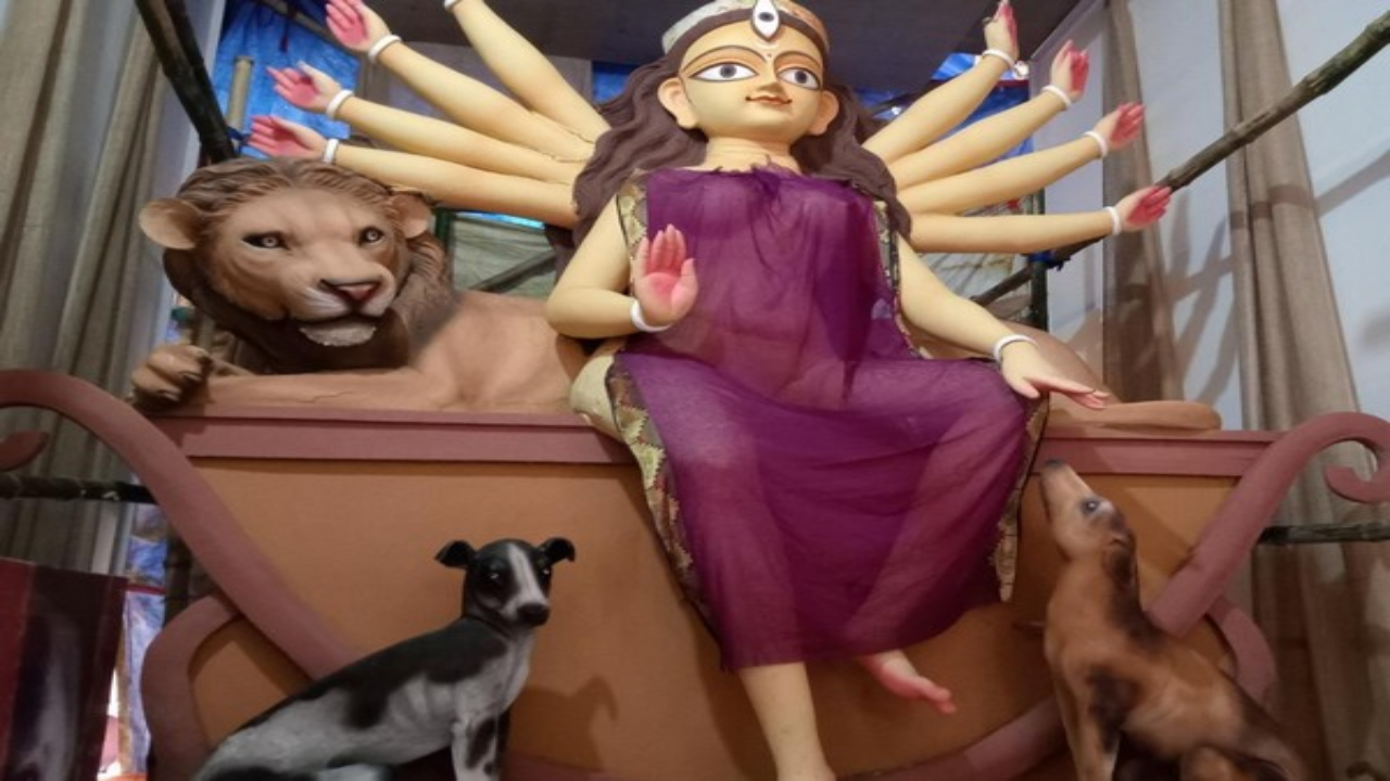 Pet-friendly Durga Puja pandals in north Kolkata have street dogs