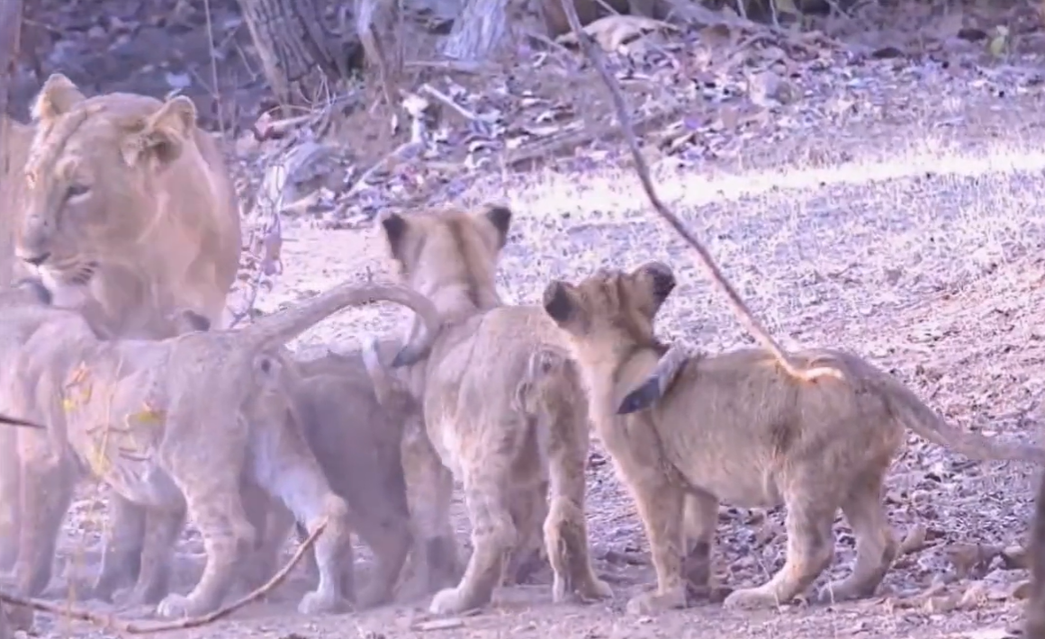Gir National Park turns 57; 'WildLense' shares clip documenting a pride of  young lions in the sanctuary - WATCH