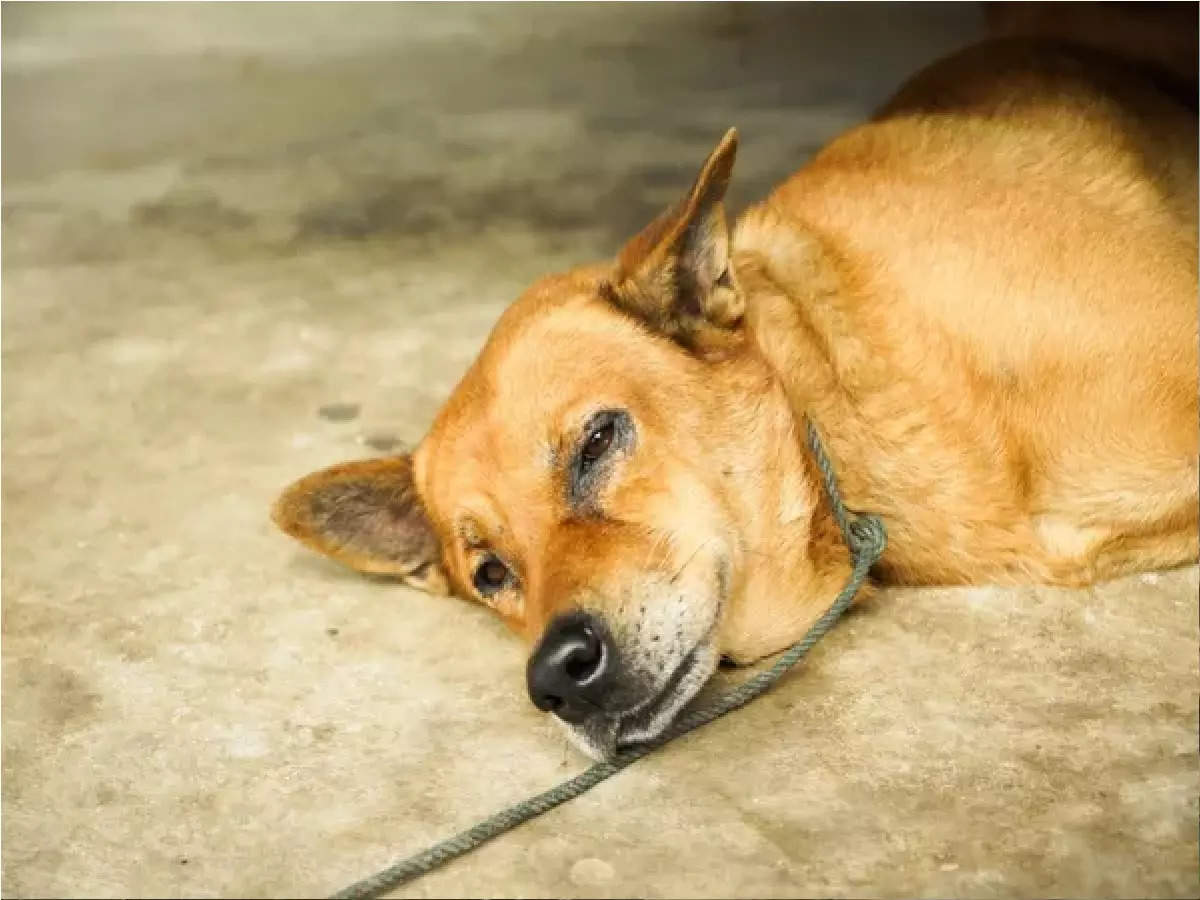 Kerala Pet dog attacks veterinary doctor during administration of anti-rabies vaccine in Thiruvananthapuram