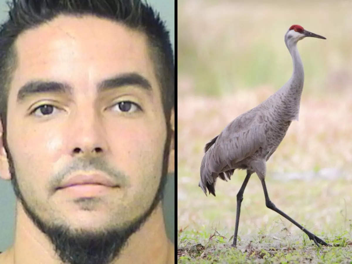 Florida man chases bird, offers its feathers to stranger