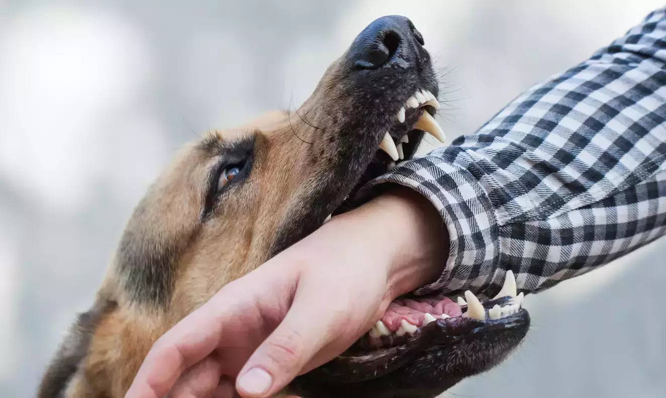 Dog bite cases on the rise Heres why kids hide canine attack info from parents rabies can cause death