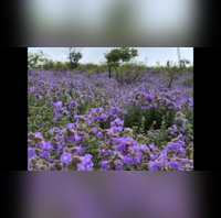 Neelakurinji Chikmagalur 2022 Rare Neelakurinji flowers blossom in