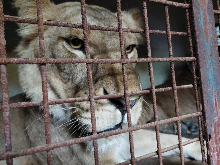 Eleven lions airlifted from Ukraine in 'biggest ever warzone rescue'; to be relocated in US and South Africa Eleven lions airlifted from Ukraine in 'biggest ever warzone rescue'; to be relocated in US and South Africa