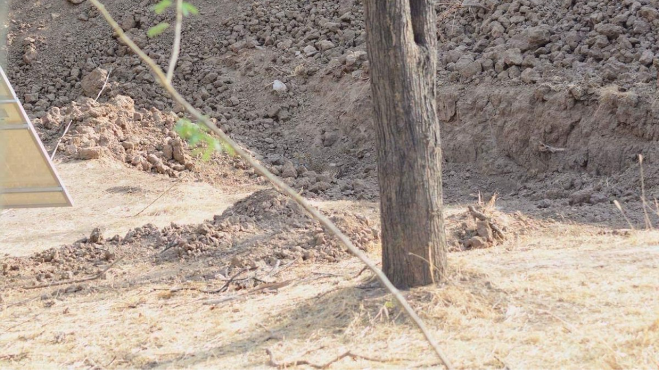 Photographer who took camouflaged leopard photo that baffled everyone says he couldn't see animal himself