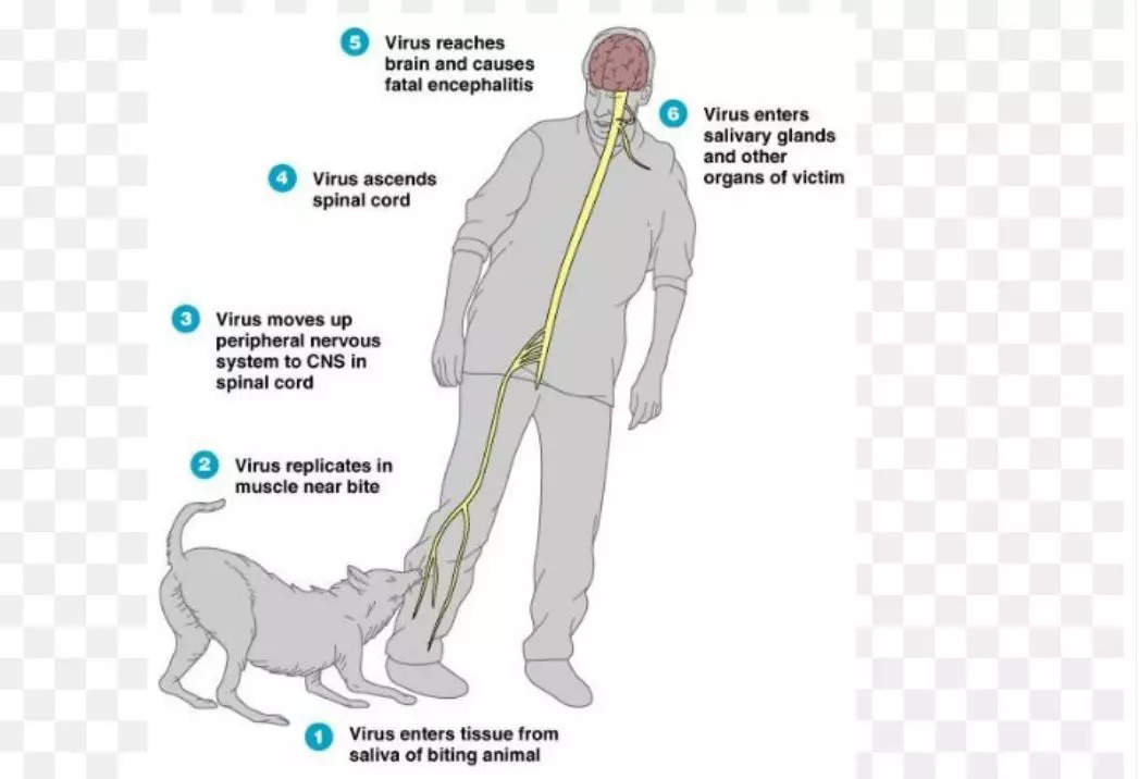 world-rabies-day-after-dog-bite-virus-can-lie-dormant-in-human-body