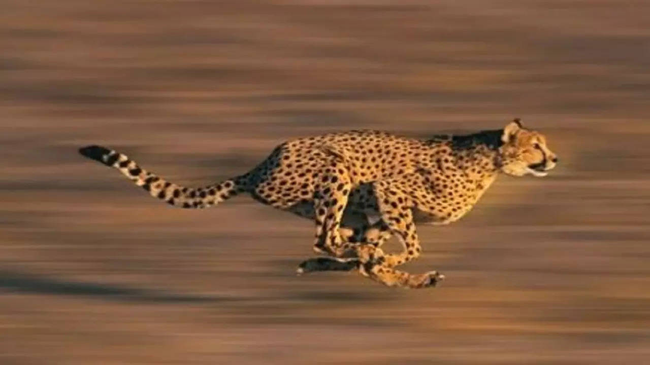 Cheetahs are back but there are more endangered Indian fauna who need  massive conservation efforts: Check list here