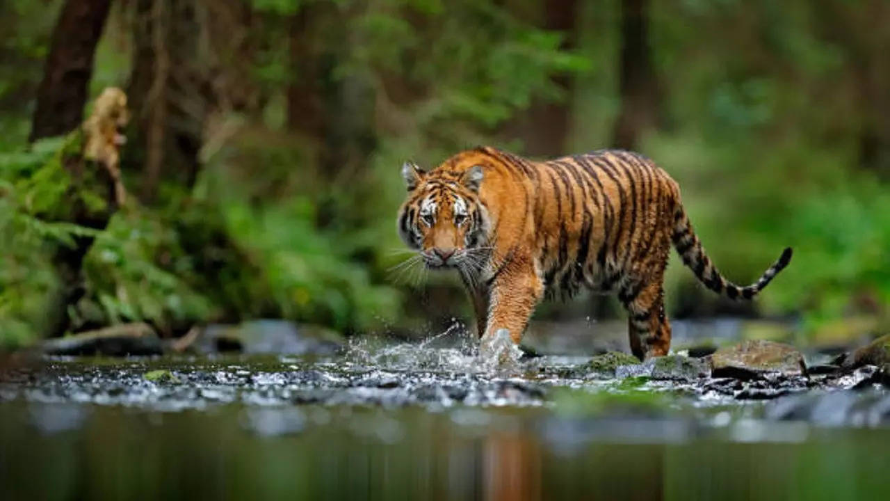 Tiger reserve will reopen in MP from October 1, know how big cats can be seen in the middle of India