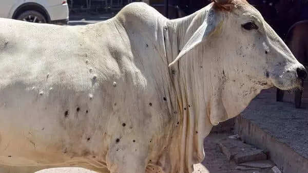 Delhi HC issues notice to govt, MCD on plea seeking immediate steps to save  cows from lumpy skin disease