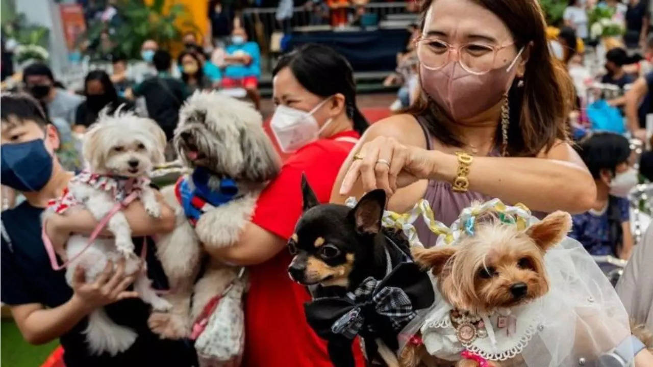 World Animal Day 2022: Pet weddings highlight animal blessing ceremony in  the Philippines