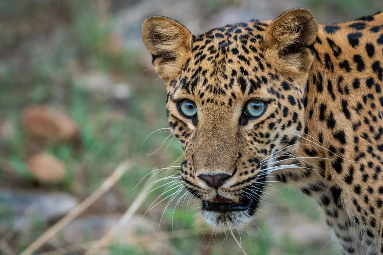 Kerala: Expert crew from Tamil Nadu rescues leopard stuck in well, here ...