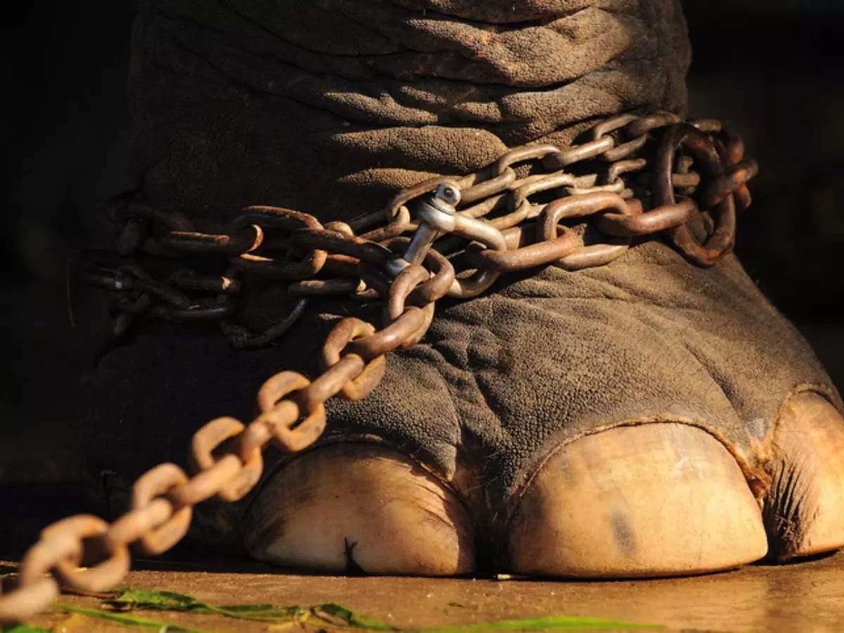 2 rhinos, elephant among 8 animals adopted at Delhi Zoo