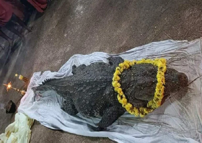 Babiya, The Temple-dwelling 'vegetarian' Crocodile, Accorded 'bhu 