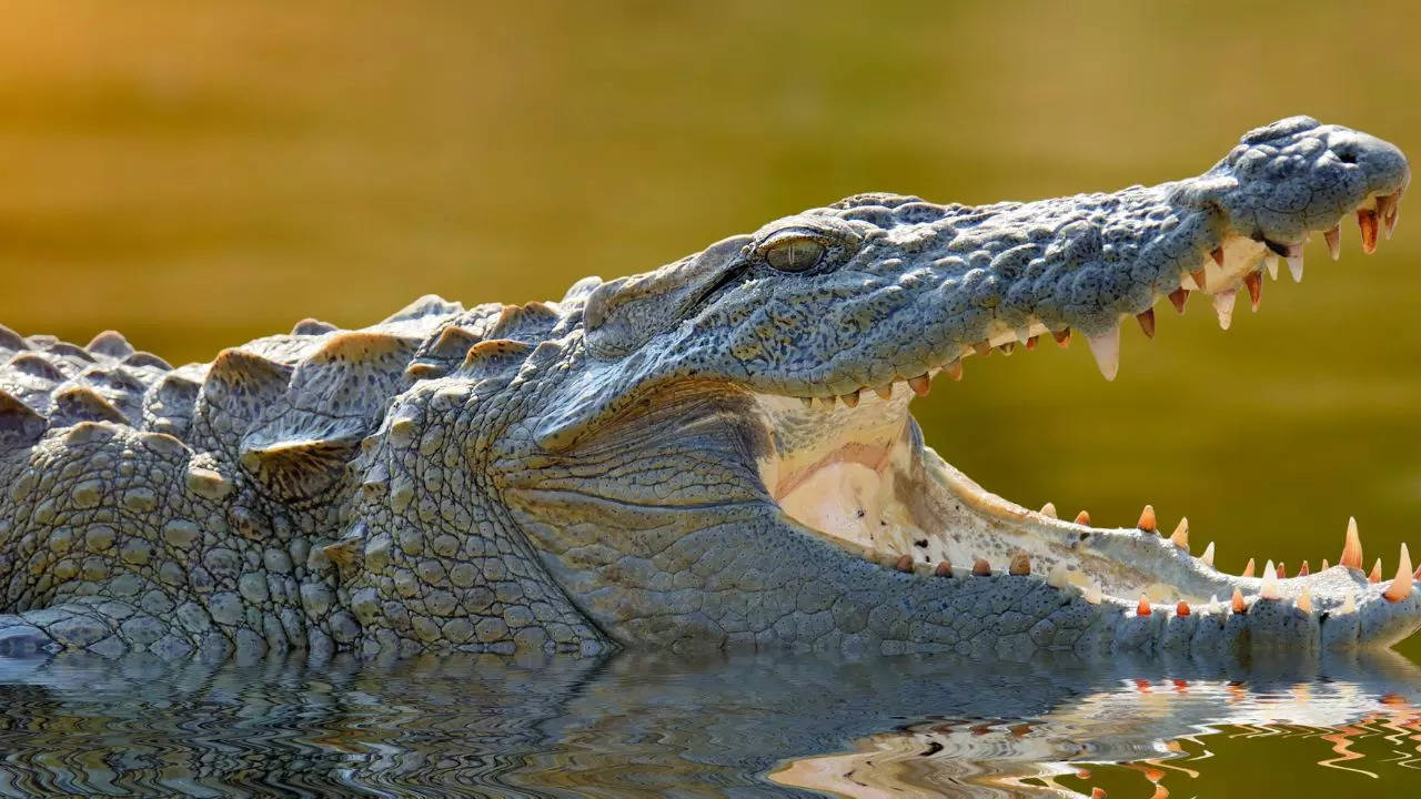 Crocodile enters family's toilet in Gujarat's Anand, officials rescue ...