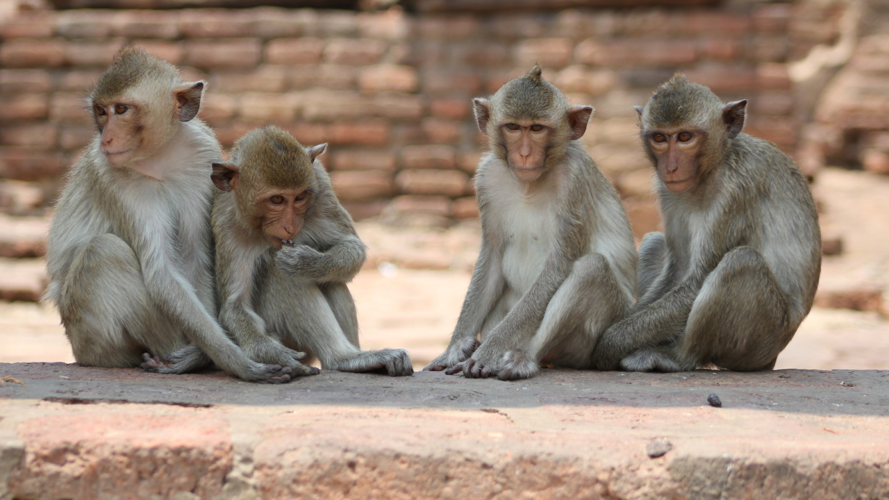 Monkeys 'own' 32 acres of land in this Maharashtra village | Viral News ...