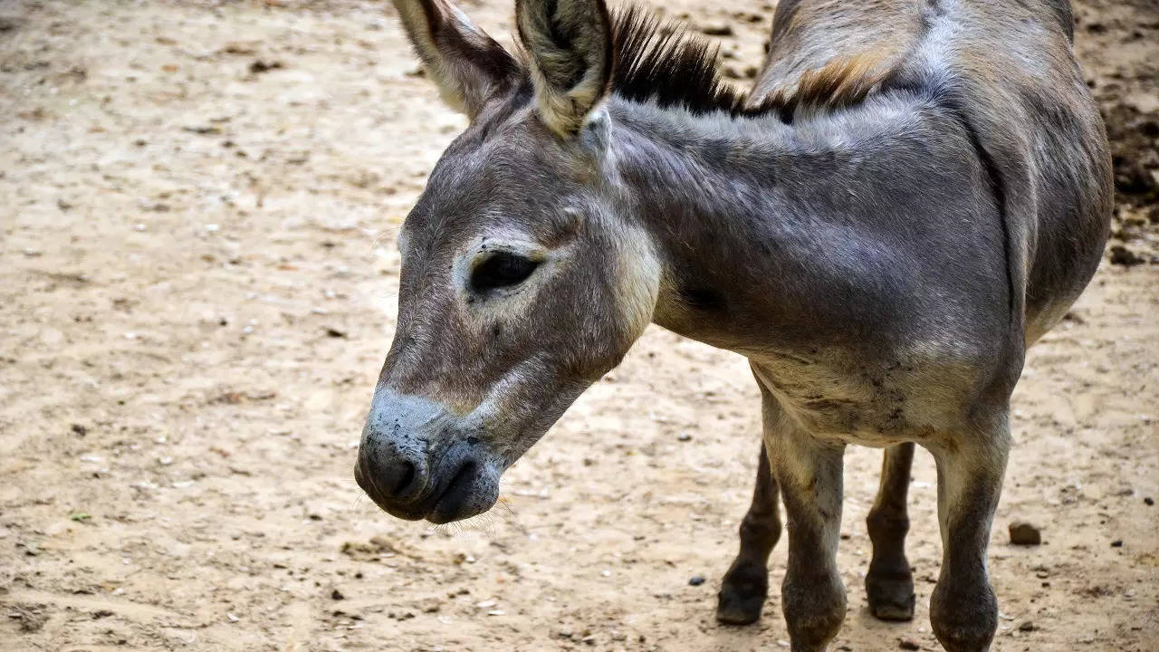 Donkey slaughter on rise Andhra Pradesh; 61 per cent decline in population  in 7 years in India: PETA