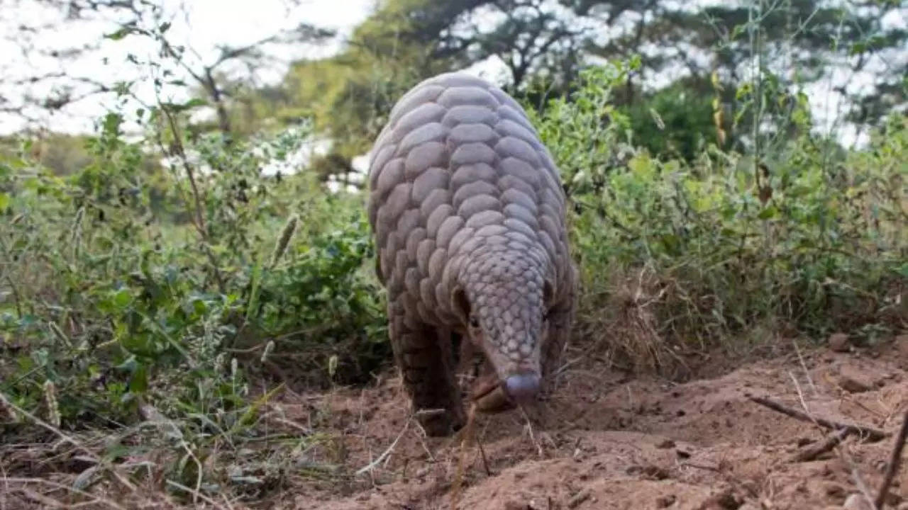 Andhra forest department joins hands with NGO to prevent trafficking of  pangolins