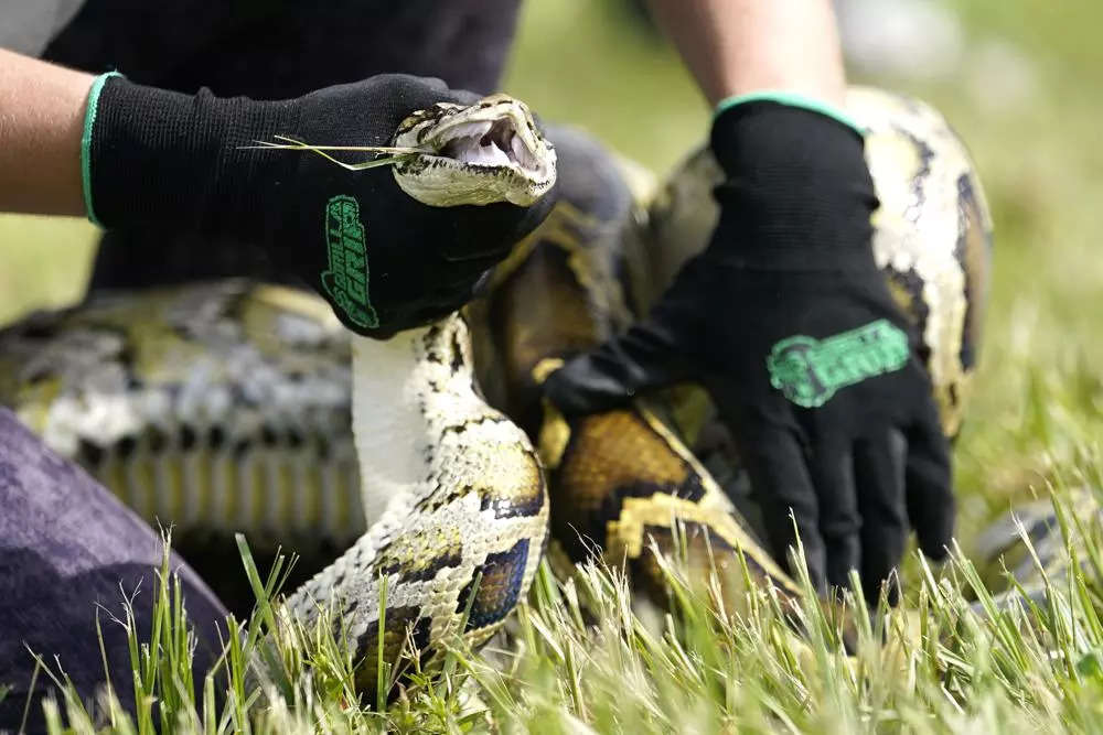 Indonesia Python Eats Woman | 22-ft-long Python Swallows Indonesian ...