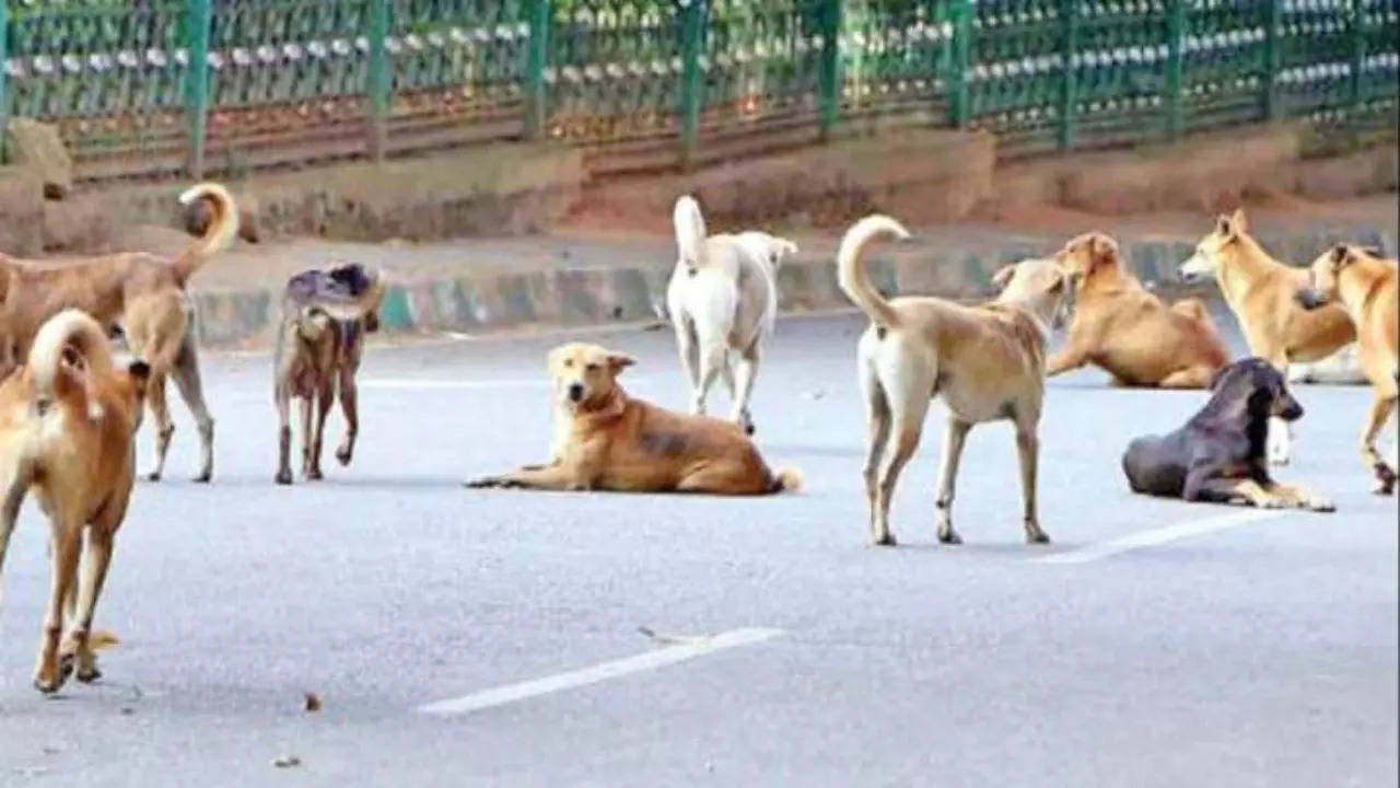Rabies scare: Vijayawada launches drive to vaccinate all 3,500 stray dogs  in city, here's how