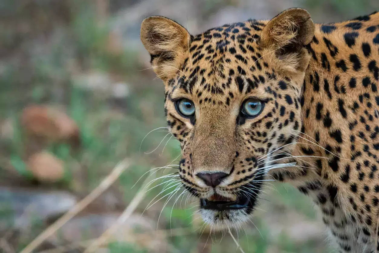 Mumbai: Leopard suspected of recent attacks walks into trap in Aarey Colony