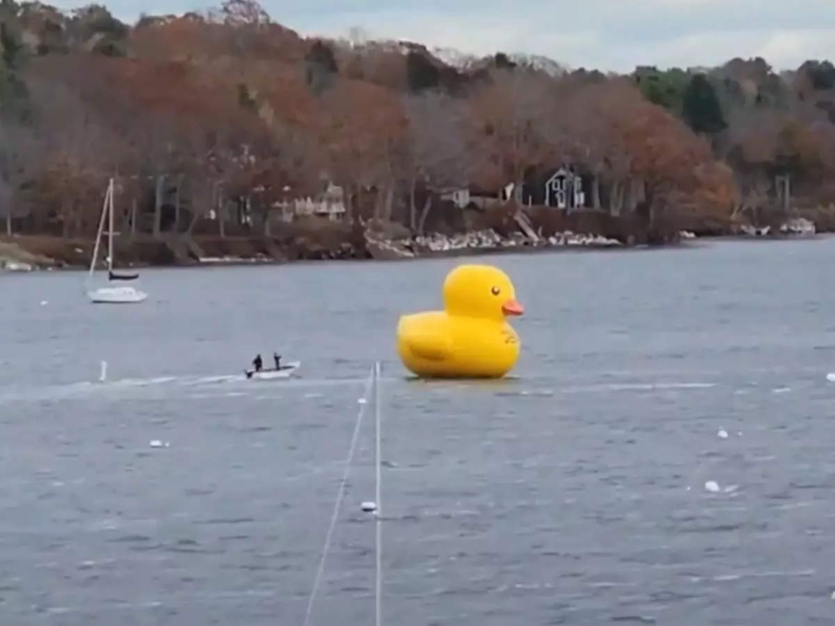 Officials Chase Mysterious Giant Duck Off US Coast As Greater Joy Floats Loose