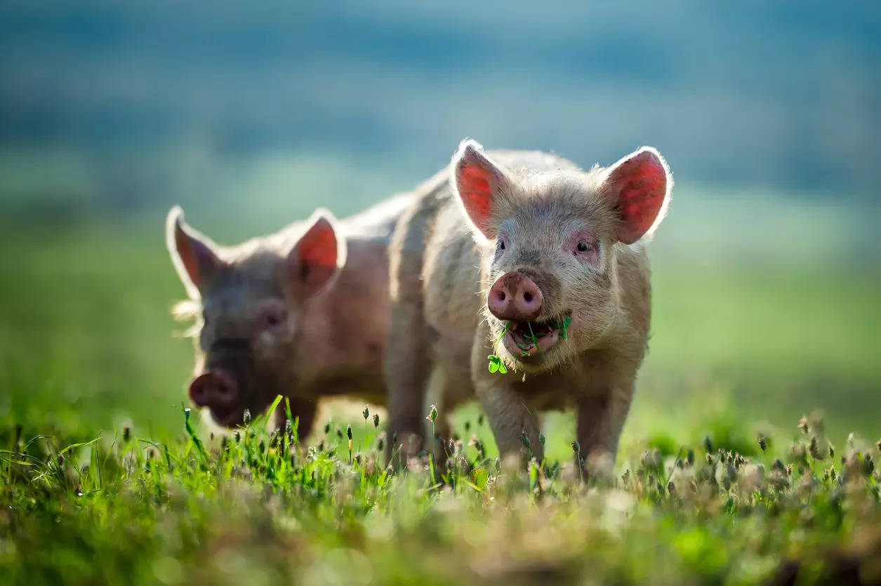 El cerdo relleno provoca listeriosis en España