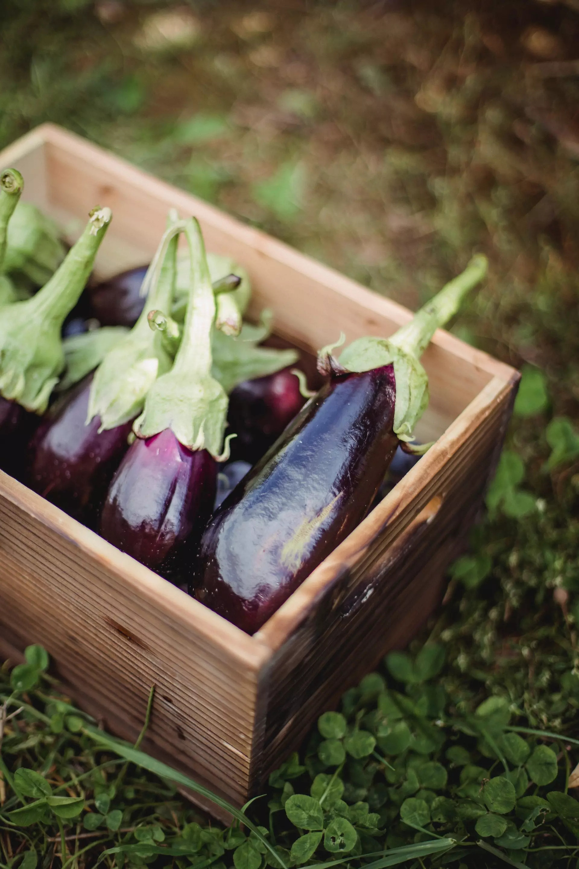 Eggplant