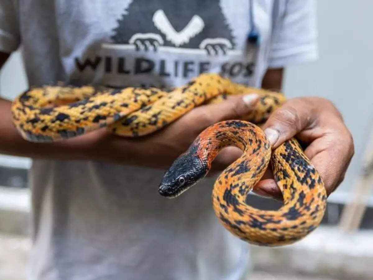 5 feet long Snake Rescued From Delhi s Secretariat Building 5-feet-long-snake-rescued-from-delhi-s-secretariat-building