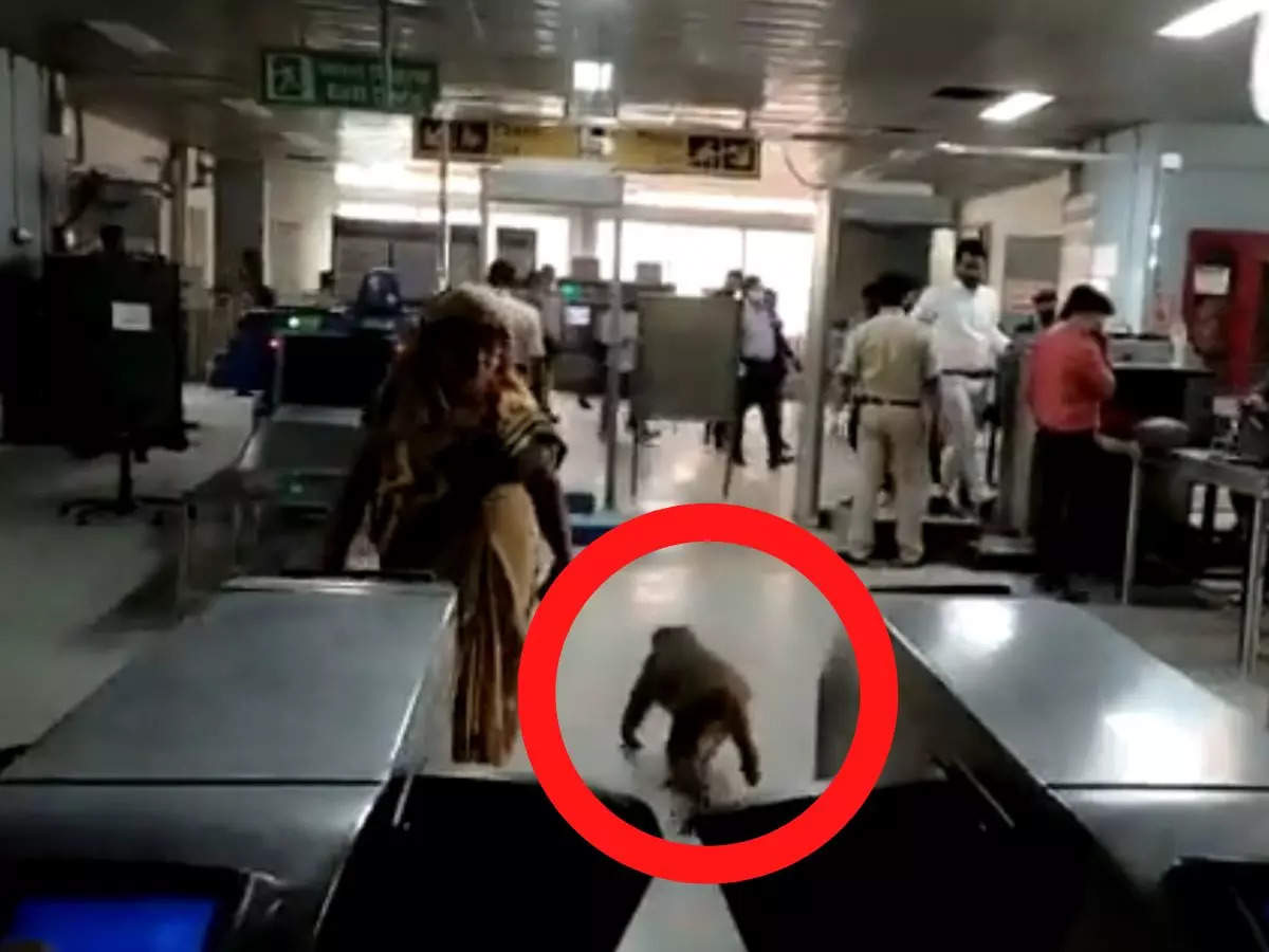 Monkey spotted wandering at Nawada station on the Blue Line of Delhi Metro