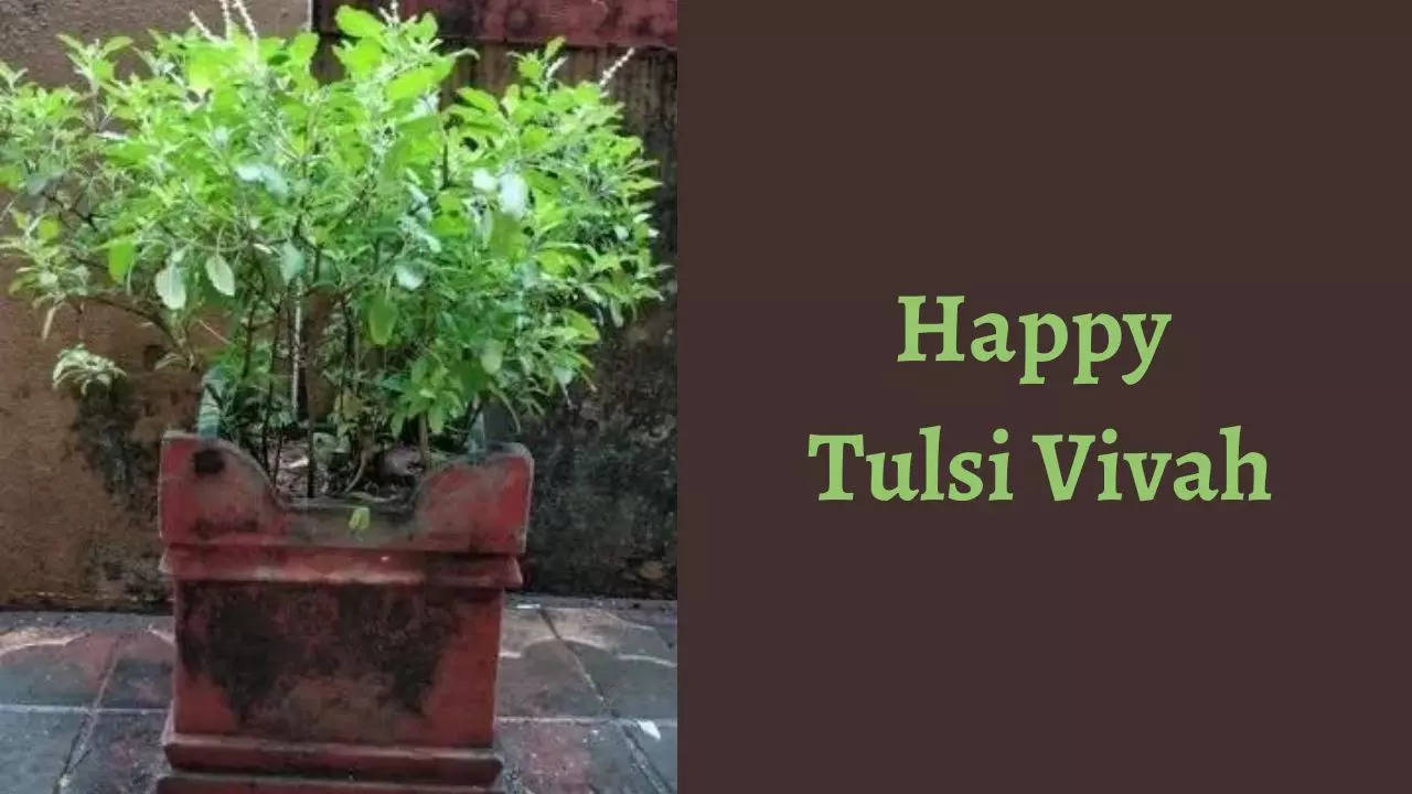Happy Tulsi Vivah 2022 wishes, quotes, images, SMS, WhatsApp and ...