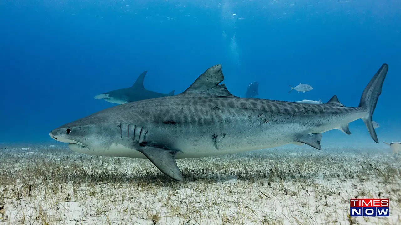 Tiger Sharks Carry Cameras to Help Scientists Map Seagrass, Smart News