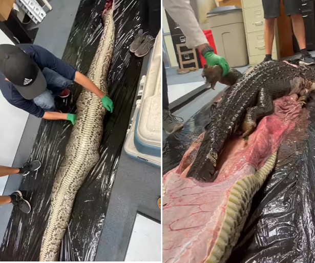 Magar-munch: Whole 5-foot Alligator Pulled Out Of The Stomach Of An 18 ...