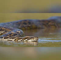 US: 5-foot alligator found inside Burmese Python; pythons initially ...
