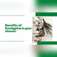 Winter shower hacks 5 reasons why you need to add eucalyptus leaves to